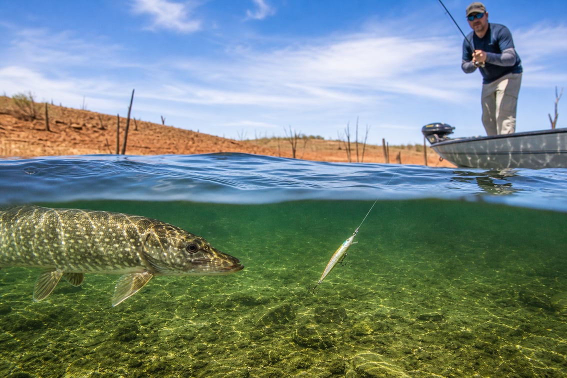 Pesca en Extremadura: Orellana, black bass y lucio 2026