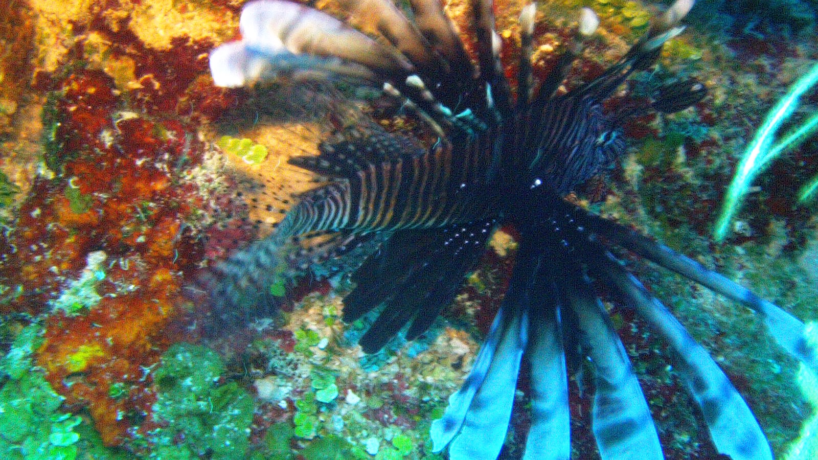 Los animales más peligrosos del mar (y en España)