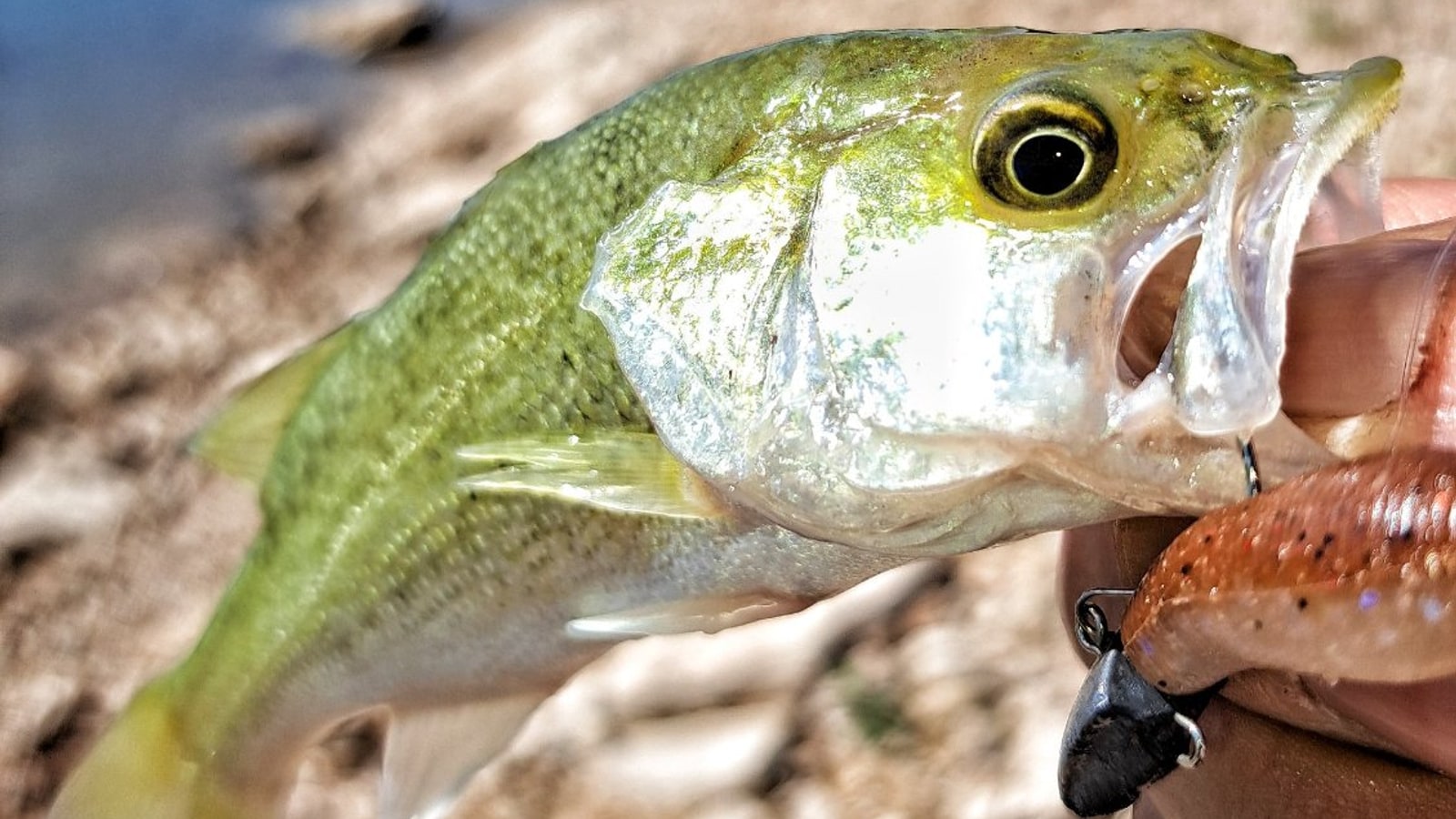 Black bass: cómo construir tu propio patrón sin depender del "me han dicho"