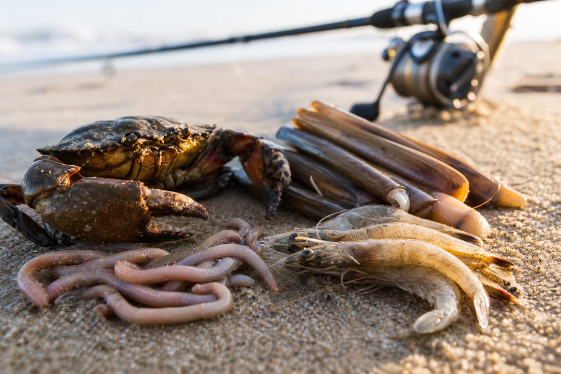 Cebos para paternóster de surfcasting — gambas, rag y lugworm