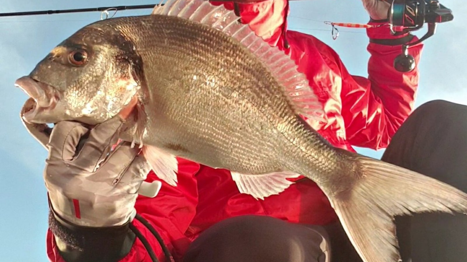 Pesca de la dorada desde costa: la guía definitiva (2026)