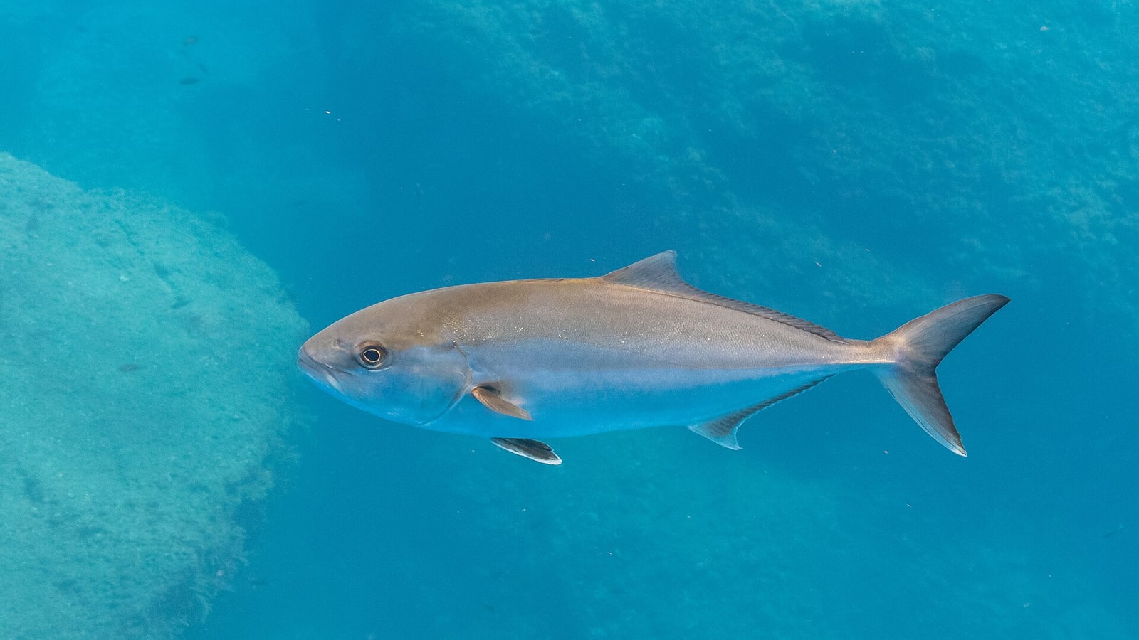 Pesca de la serviola en España: la guía definitiva (2026)