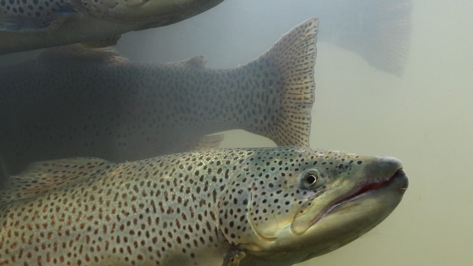 Pesca de la trucha común en España: la guía definitiva (2026)