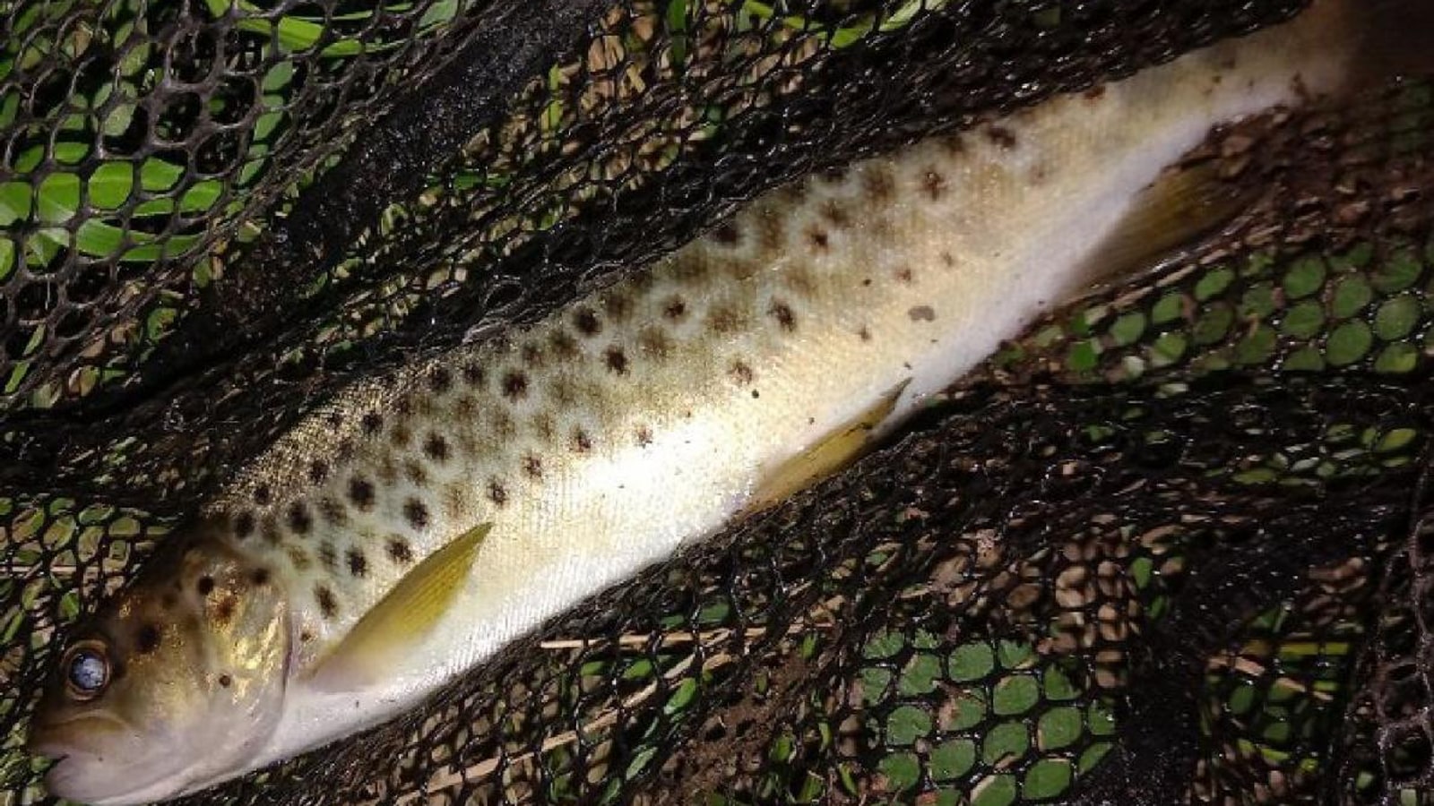 Pesca de la trucha común en España: la guía definitiva (2026)