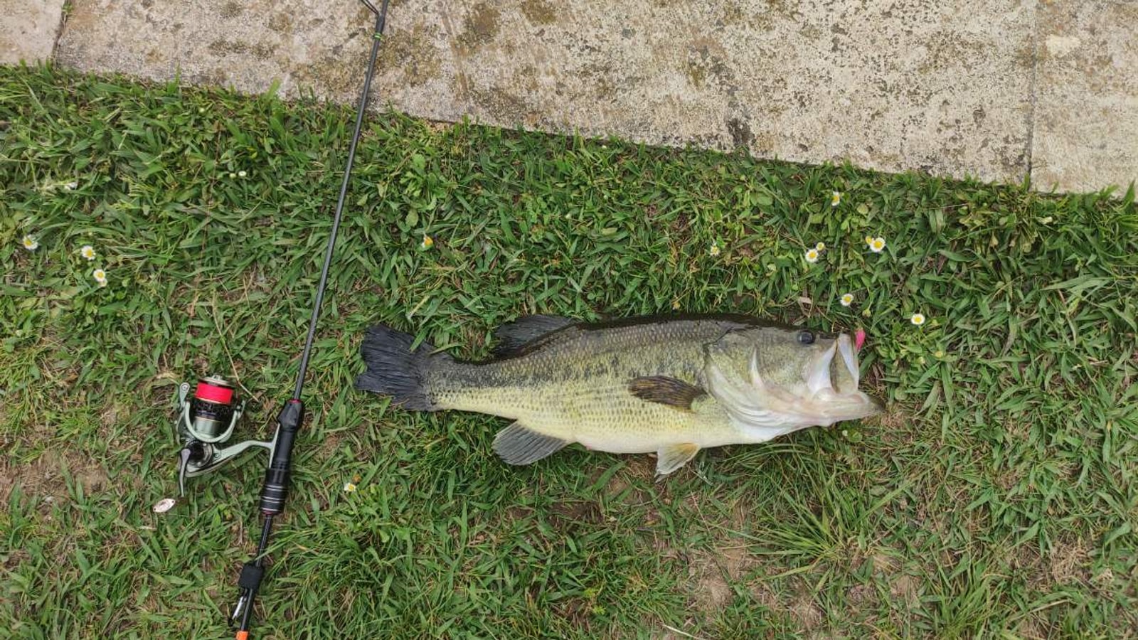 Pesca del black bass en España: la guía definitiva (2026)