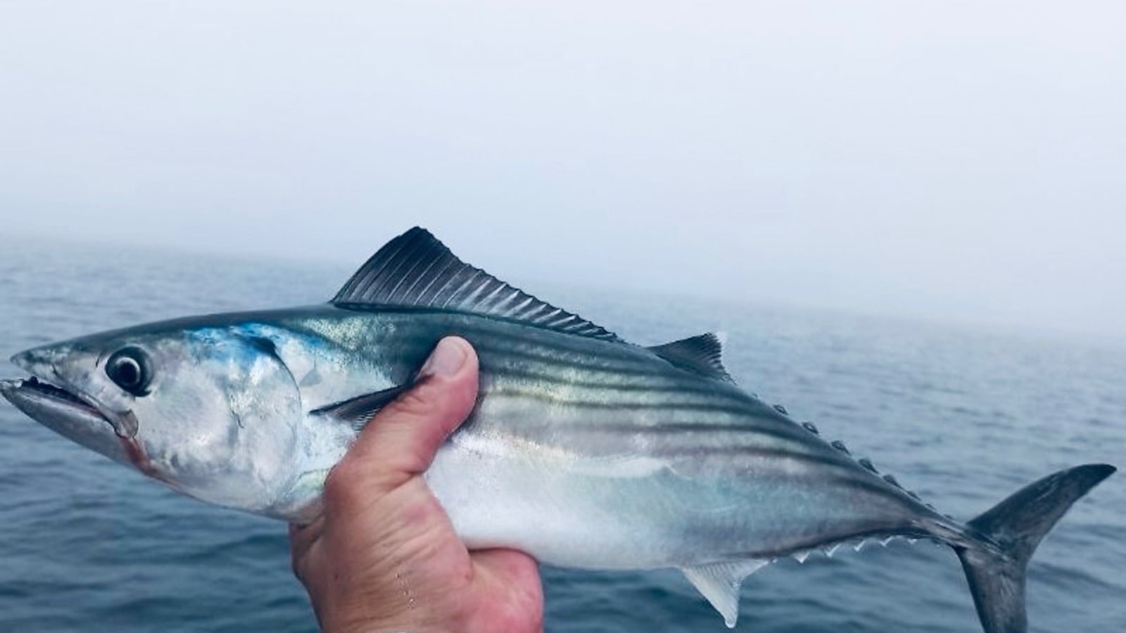 Pesca del bonito del norte en España: la guía definitiva (2026)