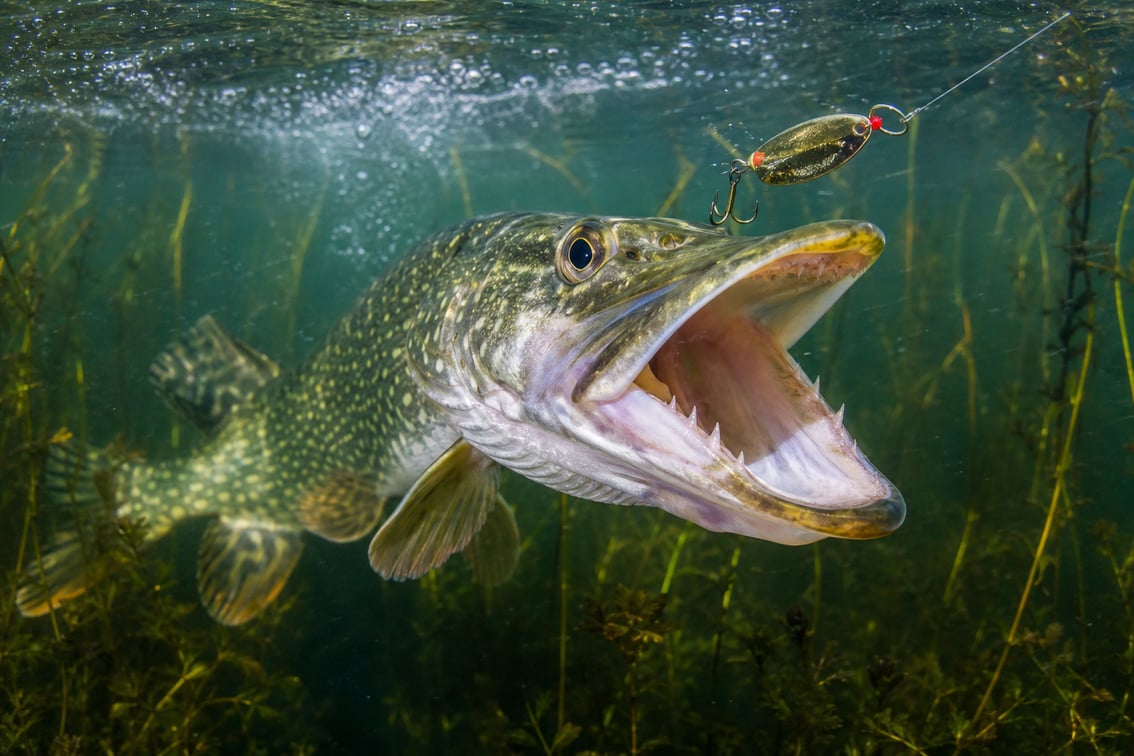 Pesca del lucio en España: la guía definitiva (2026)