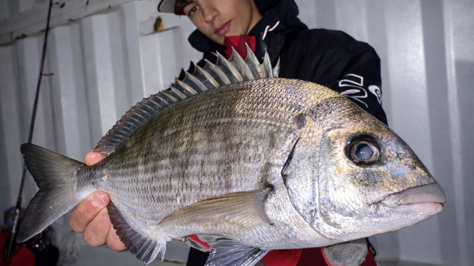 Pesca del sargo desde costa: la guía definitiva (2026)