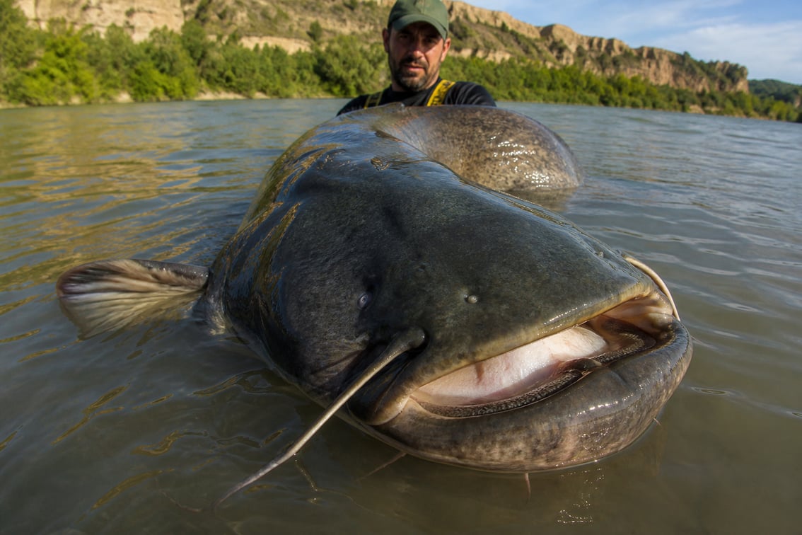 Pesca del siluro en España: la guía definitiva (2026)