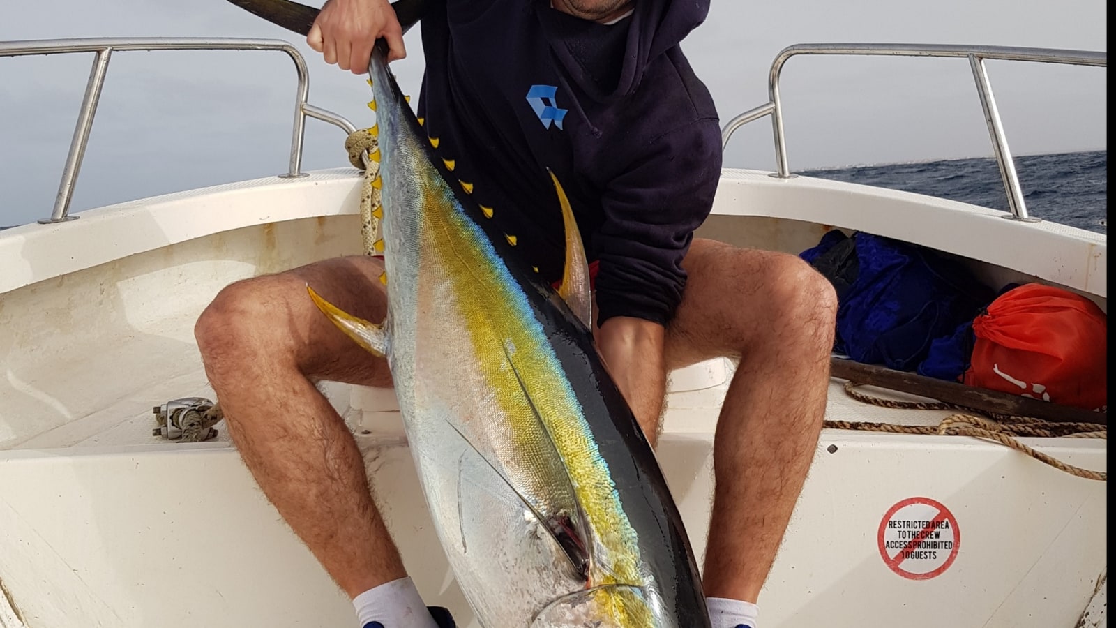 Tipos de atún del mundo: las 8 especies del género Thunnus (2026)
