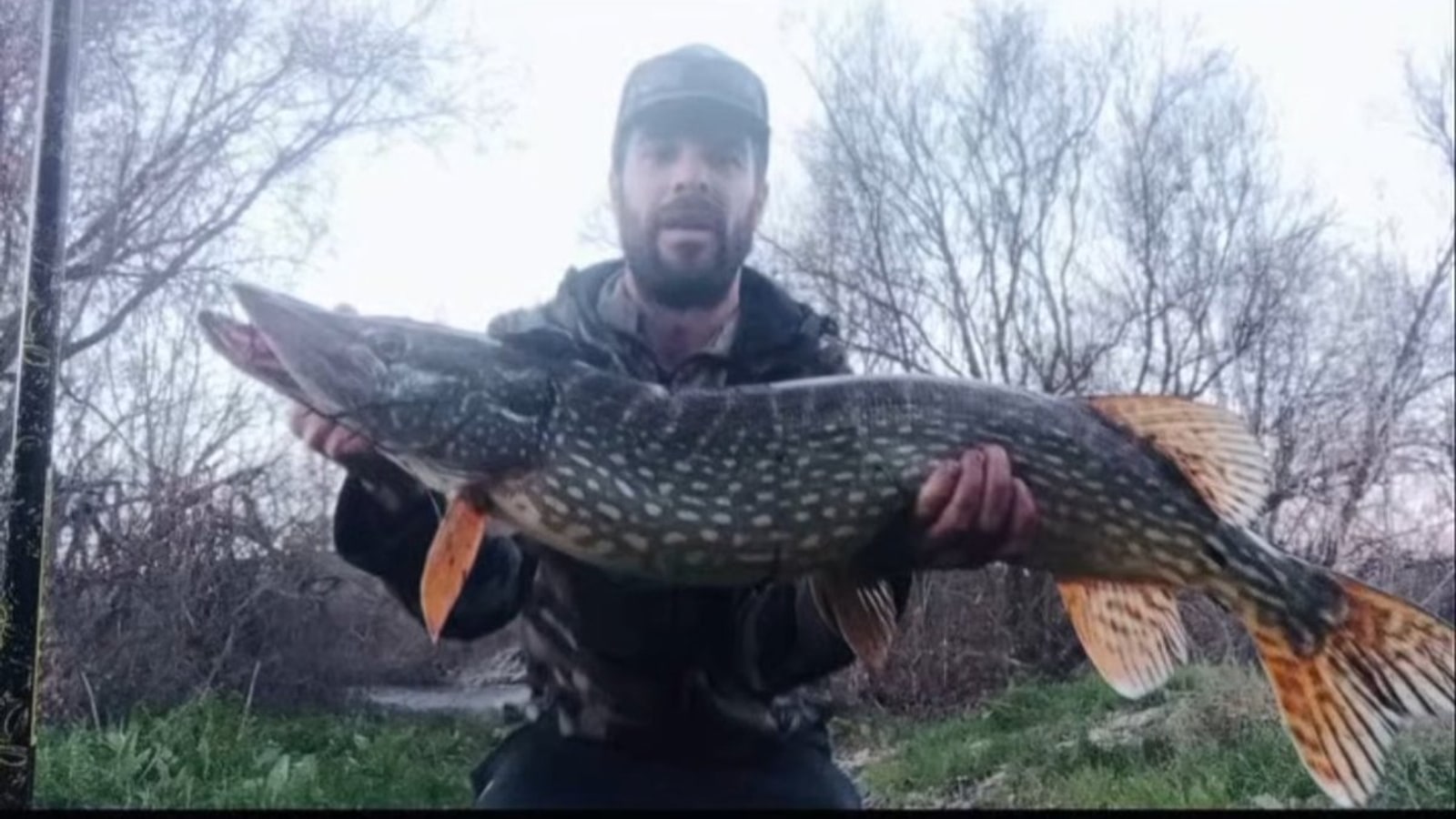 Tipos de lucio del mundo: las especies del género Esox (2026)