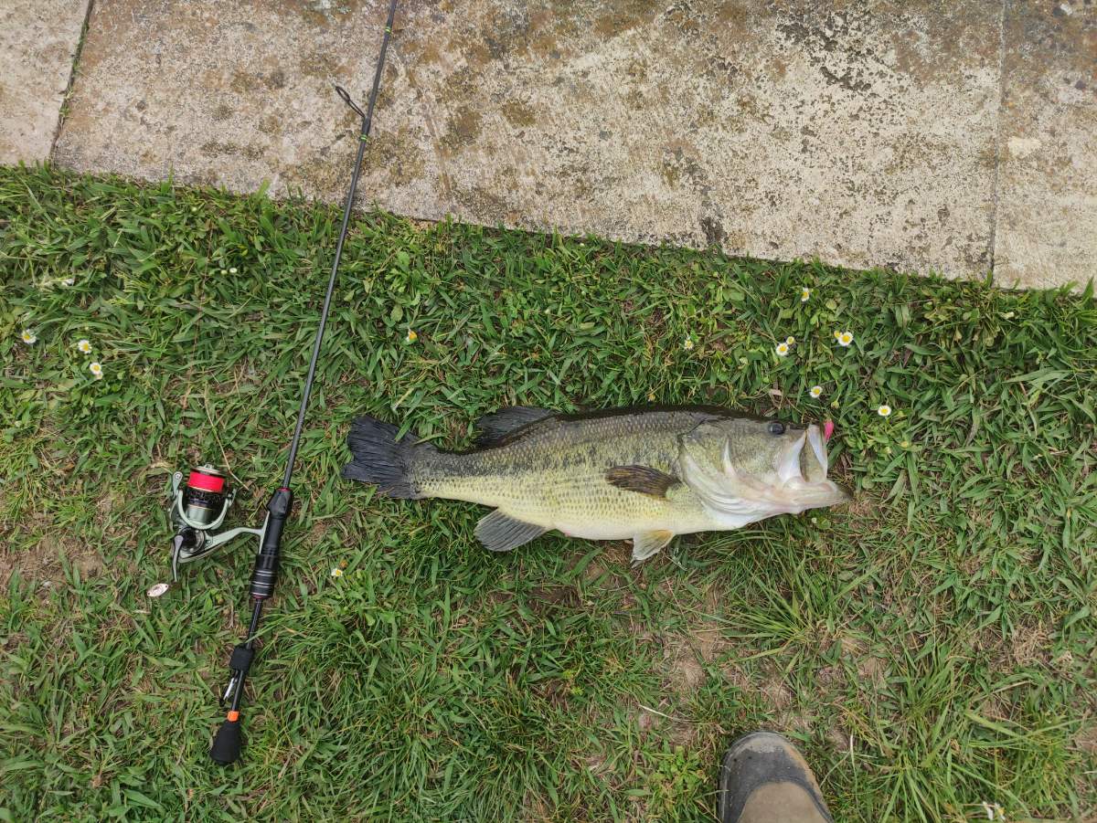 Captura de black bass en AiPeces para comparar patron de jornada