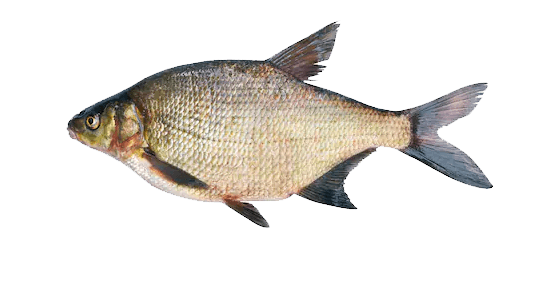 Brema