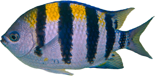 Pintaño Amarillo