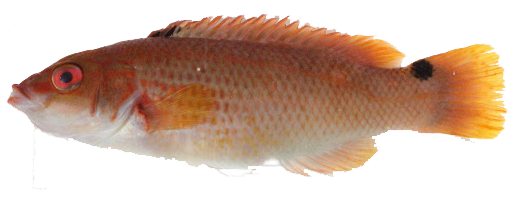 Tordo de Fondo