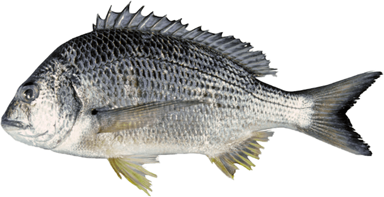 Sargo de Aleta Amarilla