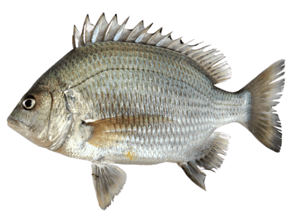 Sargo del Pacífico