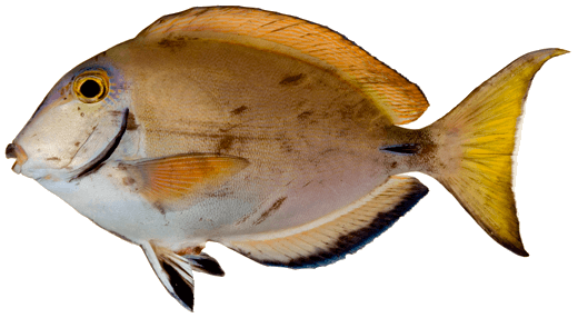 Cirujano pardo