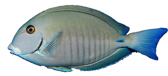 Cirujano rayado