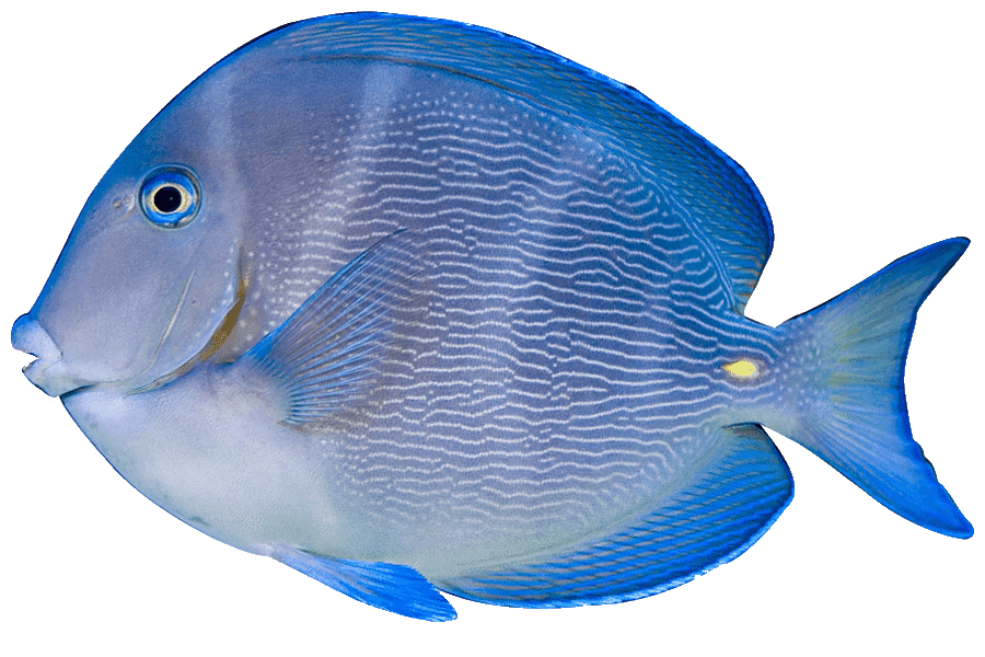Cirujano azul
