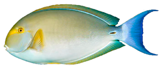 Cirujano aleta amarilla
