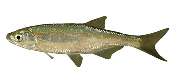 Bermejuela