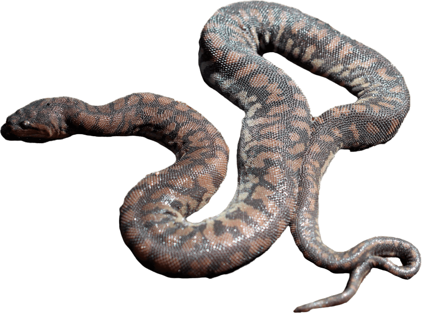 Serpiente Trompa de Elefante