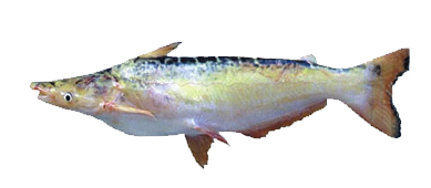 Manduve, Manduvi