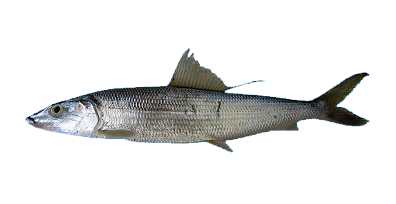 Macabí de hebra