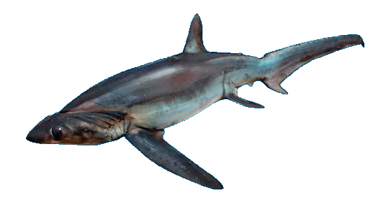 Tiburón Zorro