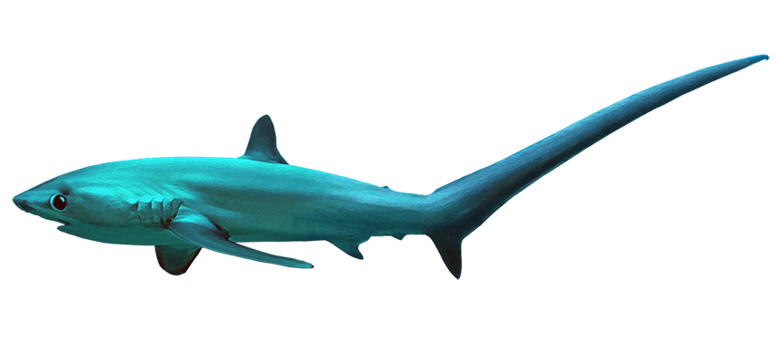 Tiburón Zorro