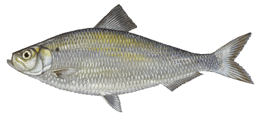 Sábalo