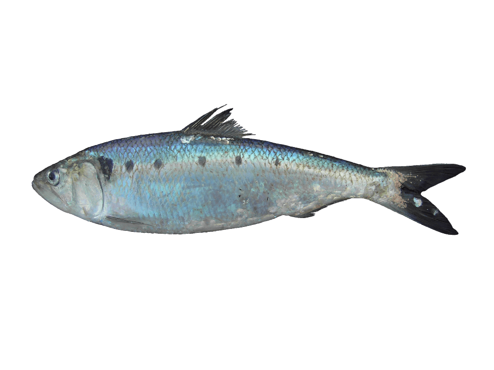Saboga