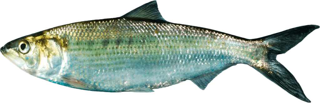 Sardina Americana