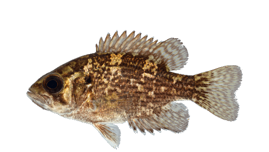 Bass de Roca
