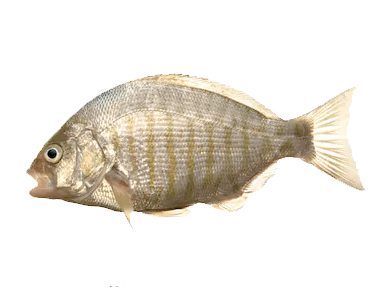 Perca Marina