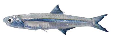 Anchoa chicotera