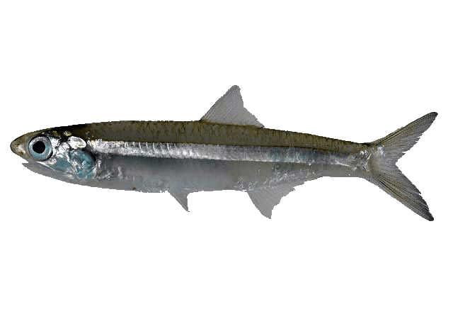 Anchoa ojuda