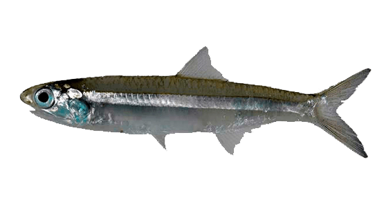 Anchoa caleta