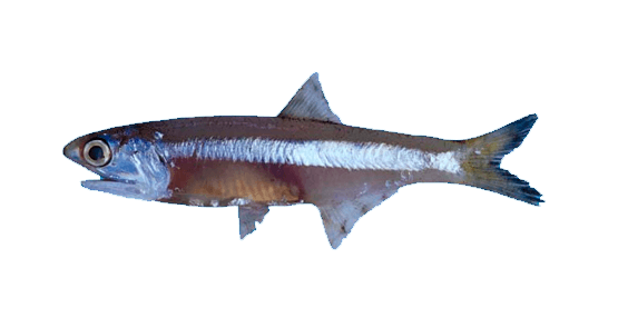 Anchoa Trompuda