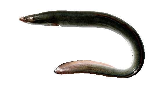 Anguila Común