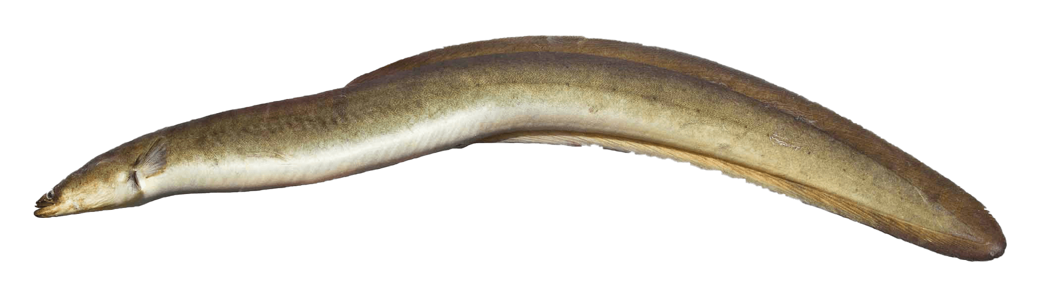 Anguila Americana