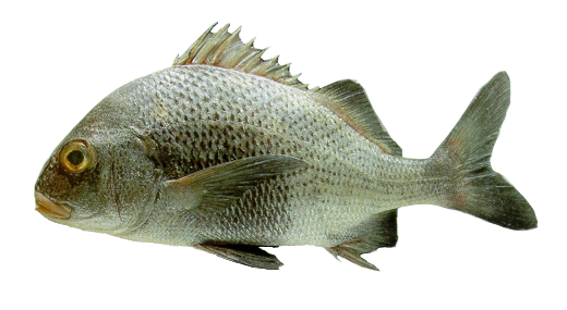 Burriquete