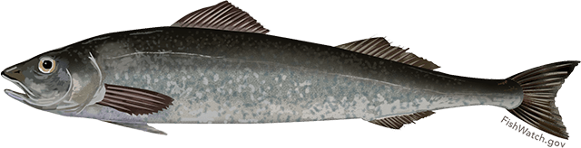 Bacalao Negro