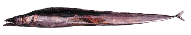 Sable Negro