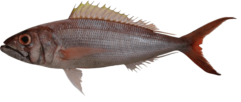 Pargo Bermellón