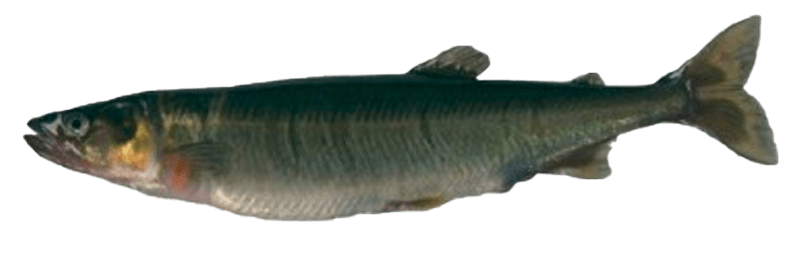 Farionela, Peladilla
