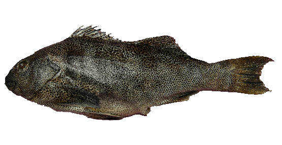 Jerguilla