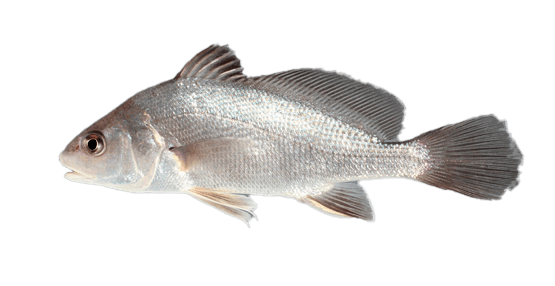 Corvina de Agua Dulce