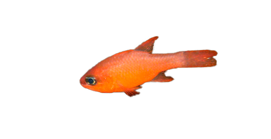 Salmonete Real